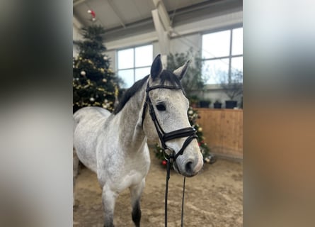 Demi-sang polonais, Hongre, 6 Ans, 168 cm, Gris