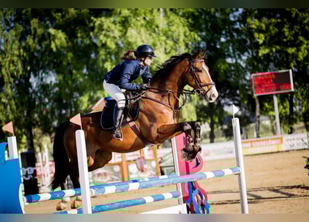 Demi-sang polonais, Hongre, 8 Ans, 173 cm, Bai
