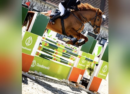Demi-sang polonais, Hongre, 9 Ans, 175 cm, Alezan