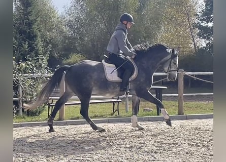 Demi-sang polonais, Jument, 4 Ans, 157 cm, Gris