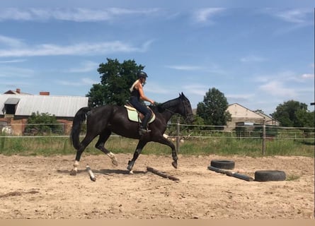 Demi-sang polonais, Jument, 6 Ans, 164 cm, Noir