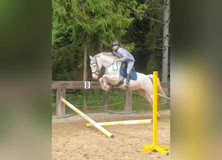 Demi-sang polonais, Jument, 7 Ans, 159 cm, Blanc