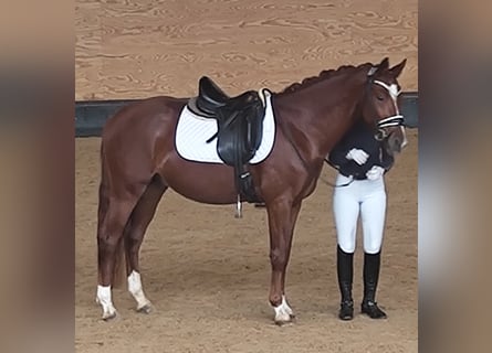 Duitse rijpony, Hengst, 4 Jaar, 147 cm, Vos