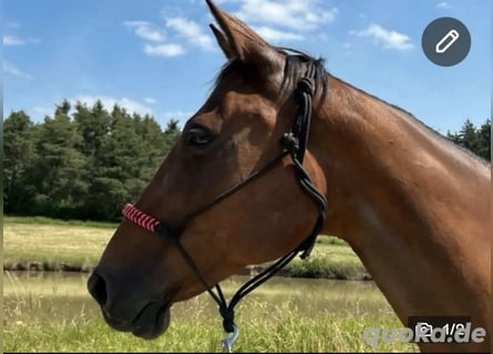 Deutscher Traber, Stute, 12 Jahre, 161 cm, Brauner