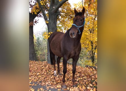 Deutscher Traber, Wallach, 14 Jahre, 160 cm, Brauner