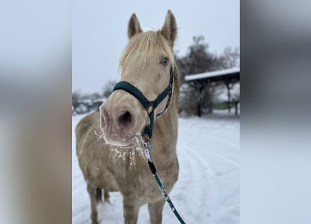 Deutsches Classic-Pony, Wallach, 22 Jahre, 148 cm, Cremello