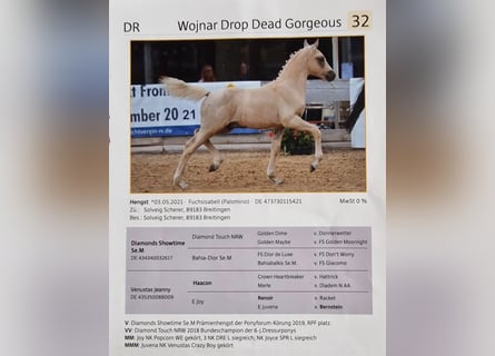 Deutsches Classic-Pony, Wallach, 4 Jahre, 150 cm, Palomino