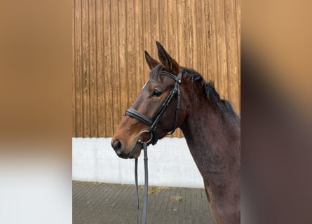 Deutsches Edelblut, Wallach, 4 Jahre, 156 cm