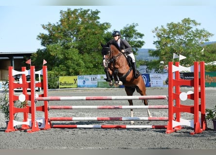 Deutsches Reitpferd, Hengst, 11 Jahre, 148 cm, Brauner