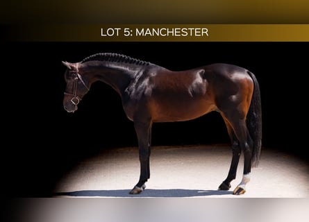 Deutsches Reitpferd, Hengst, 11 Jahre, 167 cm, Brauner