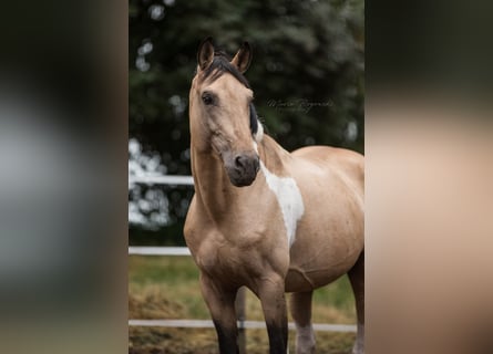 Deutsches Reitpferd, Hengst, 18 Jahre, 165 cm, Schecke