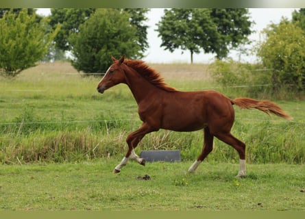 Deutsches Reitpferd, Hengst, 1 Jahr, 150 cm, Fuchs