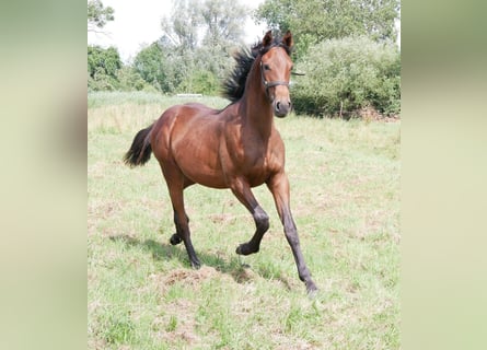 Deutsches Reitpferd, Hengst, 1 Jahr, 169 cm, Brauner