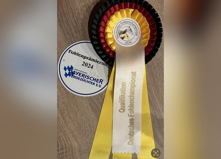Deutsches Reitpferd, Hengst, 1 Jahr, Dunkelfuchs