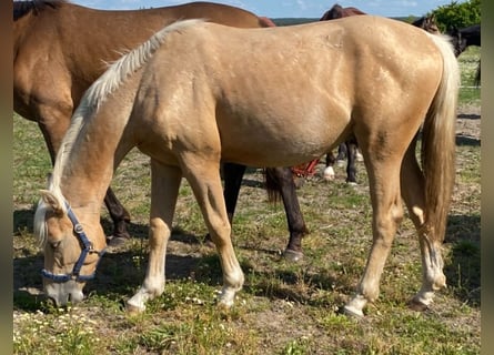 Deutsches Reitpferd, Hengst, 2 Jahre, 162 cm, Palomino