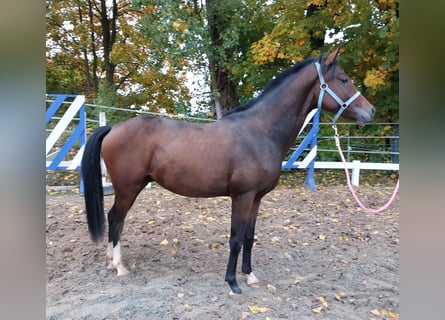 Deutsches Reitpferd, Hengst, 2 Jahre, 164 cm, Dunkelbrauner