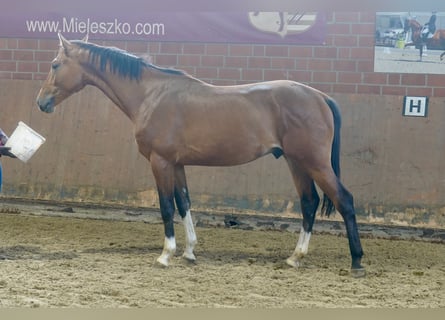 Deutsches Reitpferd, Hengst, 2 Jahre, 167 cm, Brauner