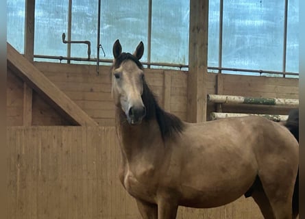 Deutsches Reitpferd, Hengst, 2 Jahre, Buckskin