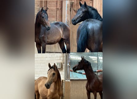Deutsches Reitpferd, Hengst, 2 Jahre