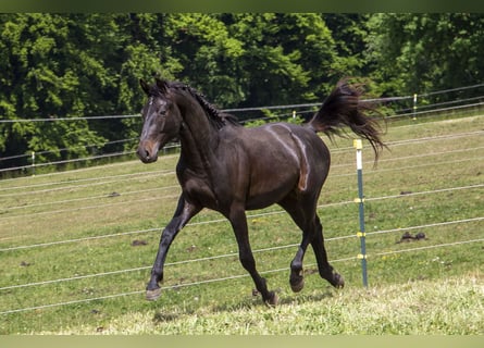Deutsches Reitpferd, Hengst, 2 Jahre, Dunkelbrauner