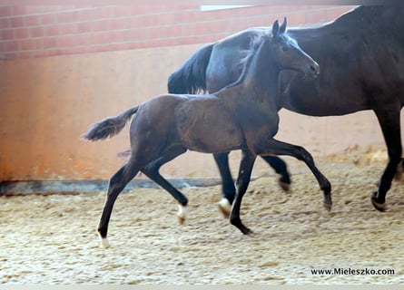 Deutsches Reitpferd, Hengst, 2 Jahre, Schwarzbrauner