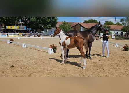 Deutsches Reitpferd, Hengst, Fohlen (03/2023), 167 cm, Schecke