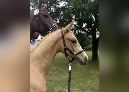Deutsches Reitpferd, Hengst, Fohlen (04/2025), 170 cm, Palomino
