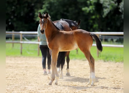 Deutsches Reitpferd, Hengst, Fohlen (04/2024), Brauner