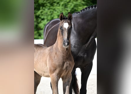 Deutsches Reitpferd, Hengst, , Dunkelbrauner