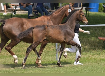 Deutsches Reitpferd, Hengst, Fohlen (03/2025), Dunkelbrauner