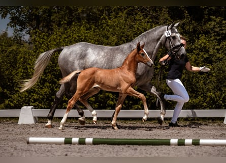 Deutsches Reitpferd, Hengst, Fohlen (06/2026), Schimmel