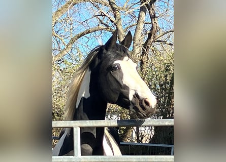 Deutsches Reitpferd, Hengst, 4 Jahre, 175 cm, Tobiano-alle-Farben