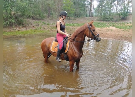 Deutsches Reitpferd, Stute, 10 Jahre, 155 cm, Fuchs