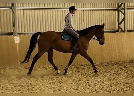 Deutsches Reitpferd, Stute, 10 Jahre, 168 cm, Dunkelbrauner