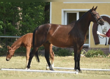 Deutsches Reitpferd, Stute, 11 Jahre, 167 cm, Brauner