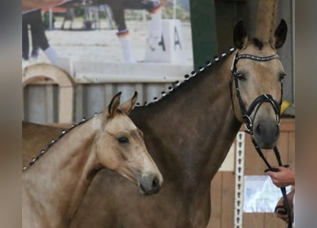 Deutsches Reitpferd, Stute, 12 Jahre, 163 cm, Buckskin