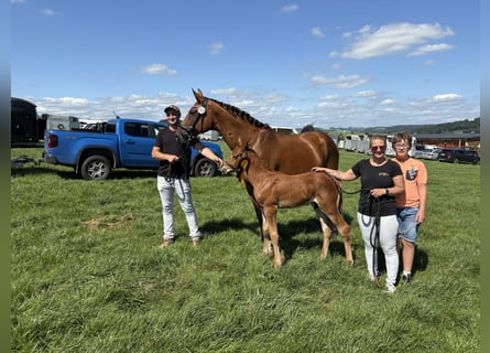 Deutsches Reitpferd, Stute, 12 Jahre, 170 cm, Brauner
