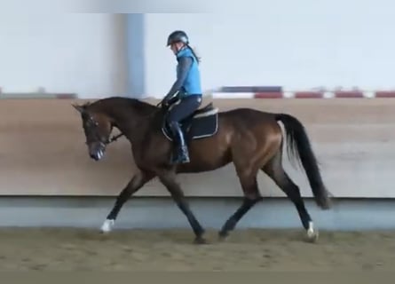 Deutsches Reitpferd, Stute, 12 Jahre, 173 cm, Brauner Deutsches Reitpferd, Stute, 12 Jahre, 173 cm, Brauner