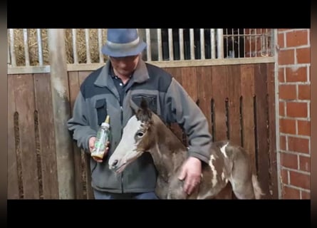 Deutsches Reitpferd, Stute, 12 Jahre