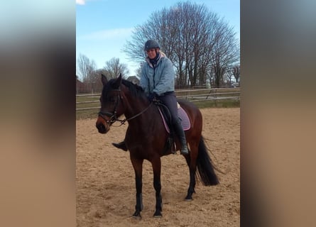 Deutsches Reitpferd, Stute, 13 Jahre, 165 cm, Dunkelbrauner