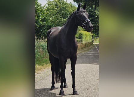 Deutsches Reitpferd, Stute, 13 Jahre, 166 cm, Schwarzbrauner