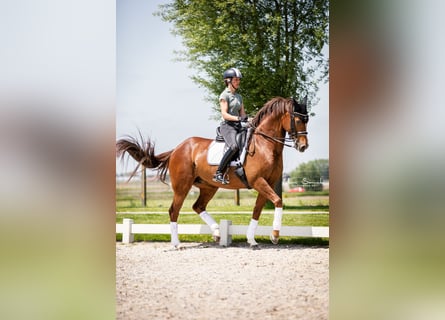 Deutsches Reitpferd, Stute, 13 Jahre, 168 cm, Dunkelfuchs
