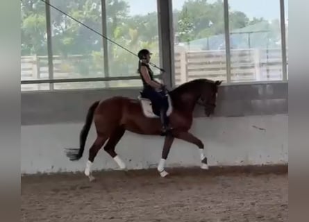 Deutsches Reitpferd, Stute, 13 Jahre, 170 cm, Dunkelfuchs
