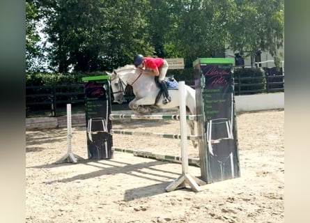 Deutsches Reitpferd, Stute, 13 Jahre, 174 cm, Schimmel