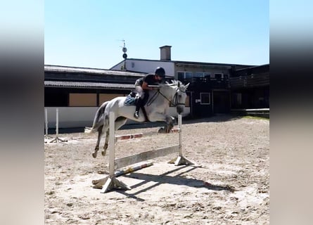 Deutsches Reitpferd, Stute, 13 Jahre, 174 cm, Schimmel