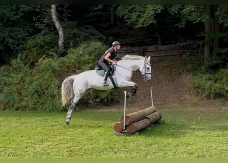 Deutsches Reitpferd, Stute, 13 Jahre, 174 cm, Schimmel