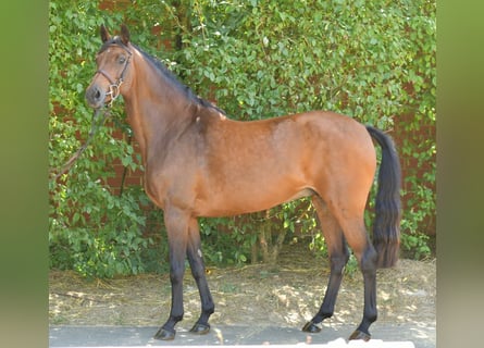 Deutsches Reitpferd, Stute, 14 Jahre, 162 cm, Brauner