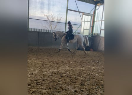 Deutsches Reitpferd, Stute, 14 Jahre, 170 cm, Schimmel