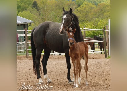 Deutsches Reitpferd, Stute, 16 Jahre, Rappe