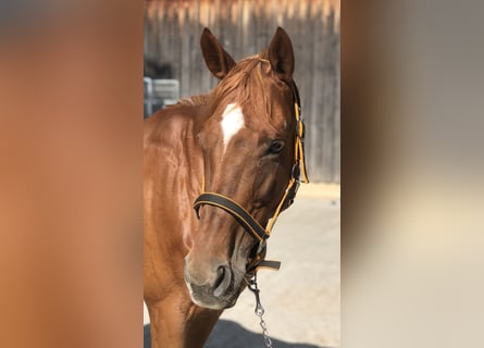 Deutsches Reitpferd, Stute, 17 Jahre, 167 cm, Fuchs